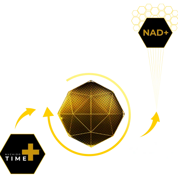 NAD+ supplement infographic with geometric shapes and branding elements.